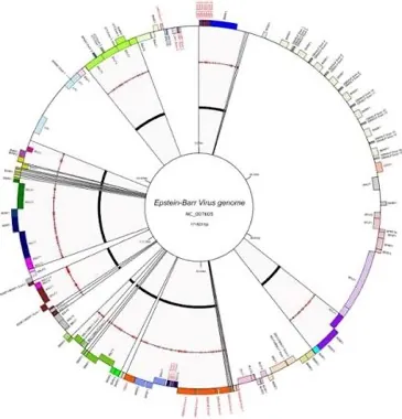 Viral ancestral recombination graphs · 2025–present